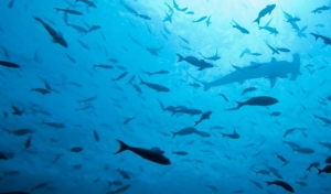 A school of fish in the Indian Ocean 