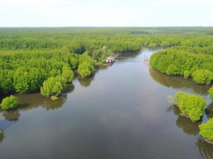 Aerial view of the mangroves of Peam Krasop Wildlife Sanctuary