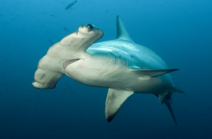 The Scalloped Hammerhead shark (Sphyrna Iewini) is an important part of the artisanal shark fishery in Seychelles.