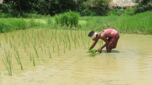 Straight-row transplanting reduces the cost of rice seed