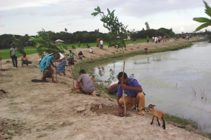 A goat kid investigates a man planting a fruit tree sapling along the bank of the Sabkhali Canal