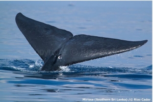 Blue Whale in Mirrisa