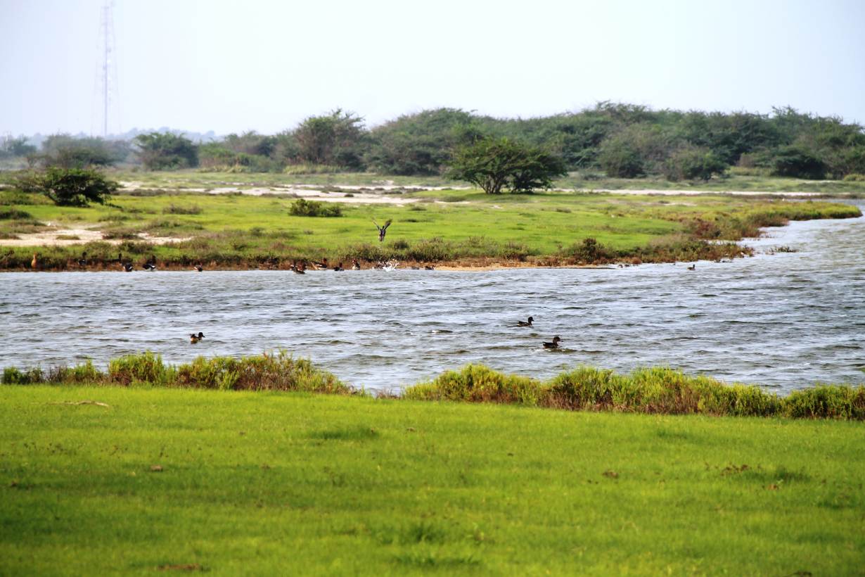 Vankalai Bird Sanctuary, Mannar District, Northern Province of Sri Lanka