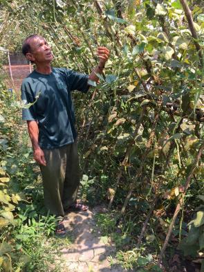 Mr. Sam Chhun checks on the health of his long bean crop