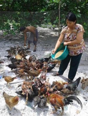 Mrs. Sou Sareth feeds her chicken using a locally produced chicken feed