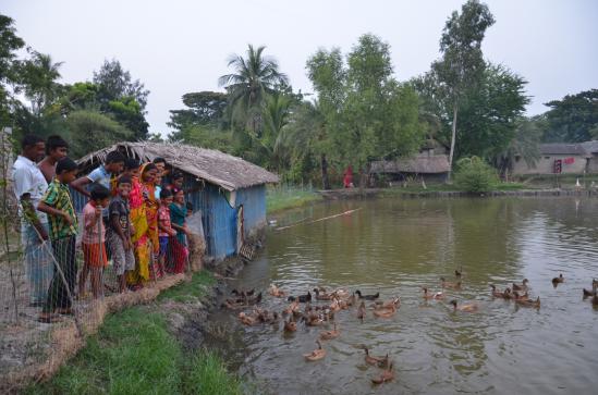 Integrated farms help produce eggs, vegetables and fish using the same land