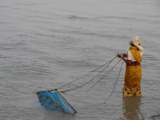 Poverty drives the Sundarban women to illegal collection of shrimp post larvae