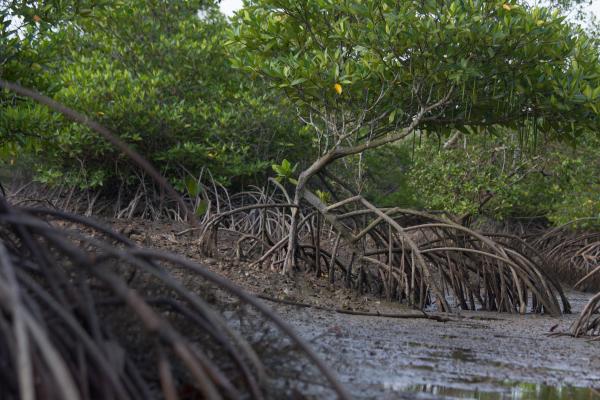 low tide leaves the network of mangrove roots exposed