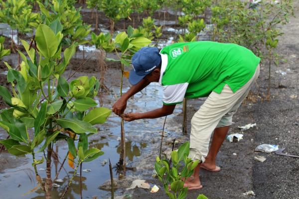 A man bends down to clear debris from a small mangrove sapling