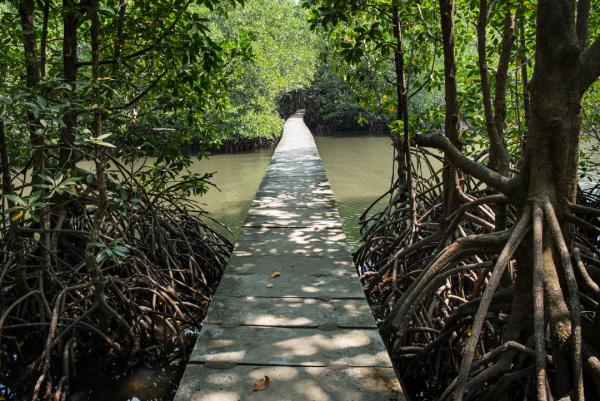 A walking path in the mangrove forest of Peam Krasop Wildlife Sanctuary