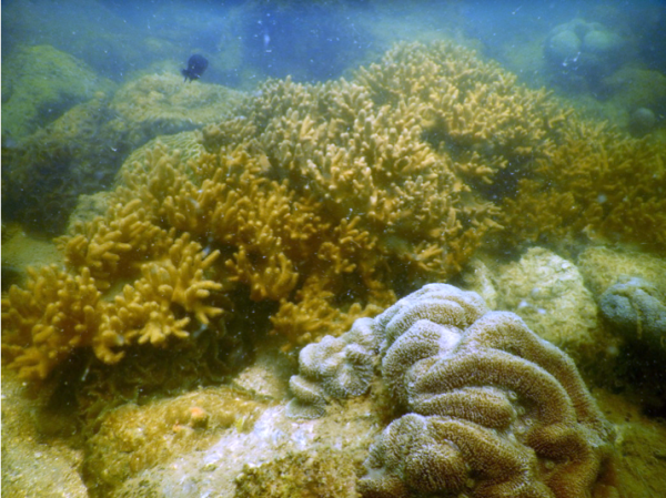 Healthy state of coral reef within KEP MFMA, 2017 © DFC/FiA