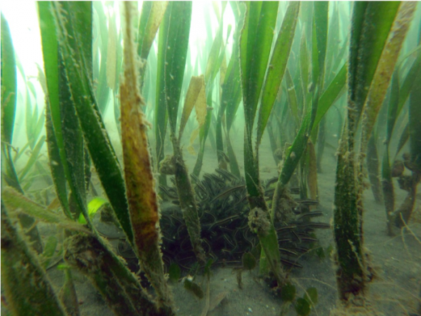 Healthy state of seagrass beds within KEP MFMA, 2017 © DFC/FiA