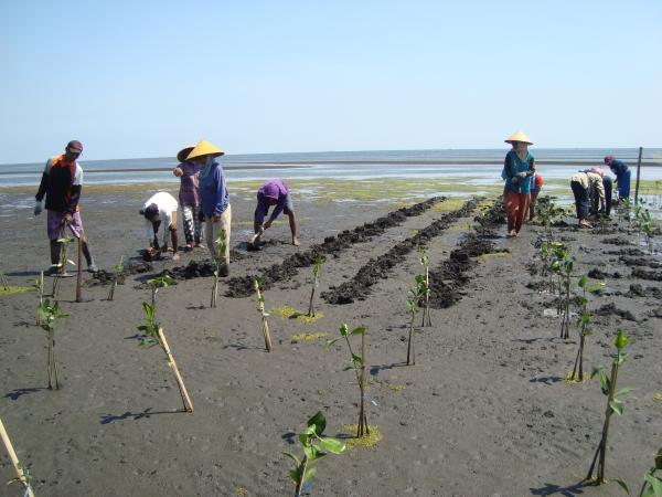 Men and women from Gelung plant mangrove saplings on the mud flats