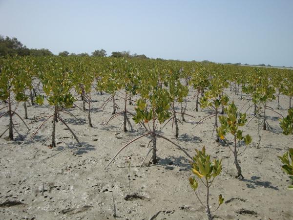 Mangrove saplings at Dewani Creek, Pakistan