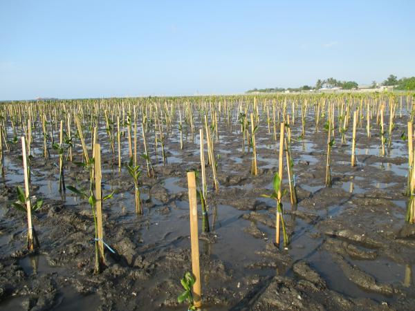 Rows of mangrove saplings attached to bamboo poles stretch across the mud flats