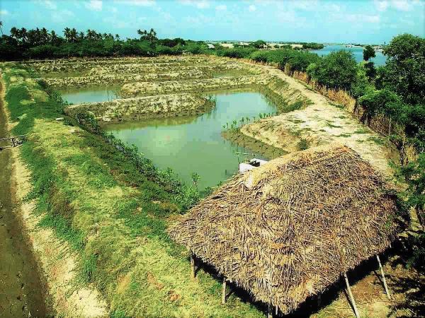 P4 wideIMFFS prototype model 1Tamil Nadu India c MSSRF2007