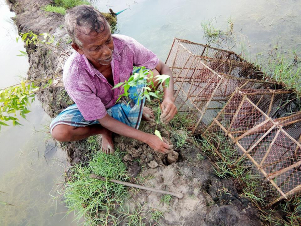 A man plants a mangrove sapling on the narrow dyke between two ponds