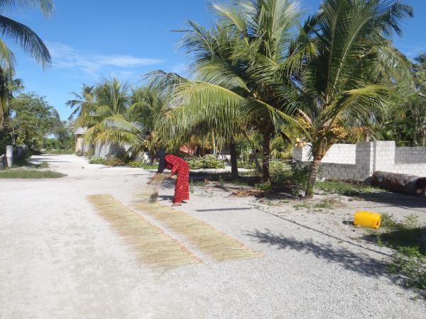 Sun dried reeds ready to be woven into mats2. Aishath Niyaz