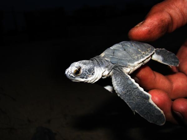 green turtle baby pakistan