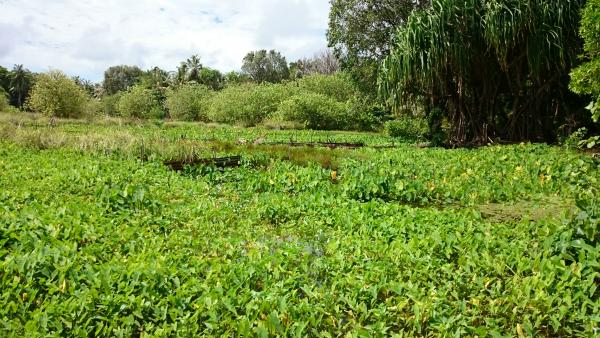 Fioyoaree Marshland and Taro