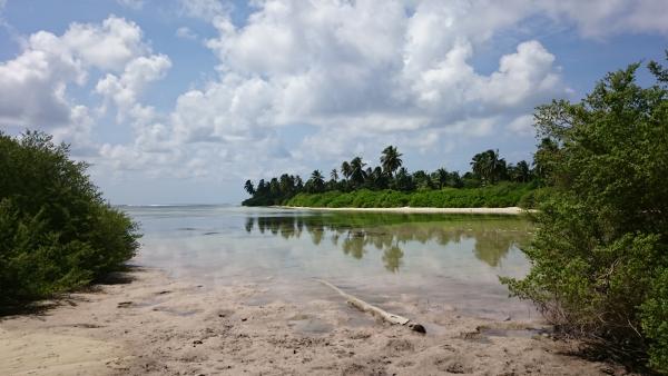 L2. Maabaidhoo tidal mangrove