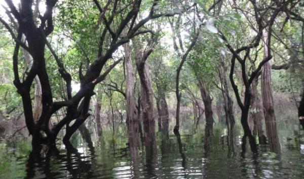 Flooded forest in Stung Seng