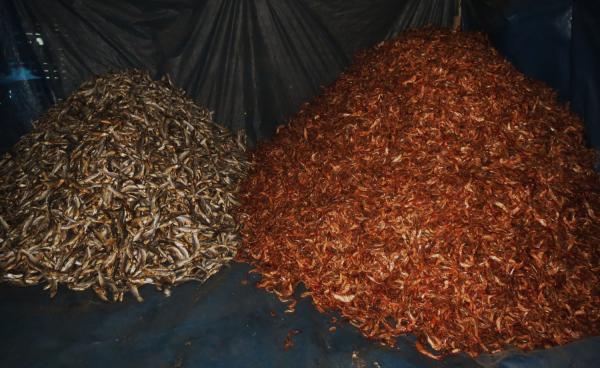 Dried fish and shrimp in Mathurapur Fish Drying Enterprise