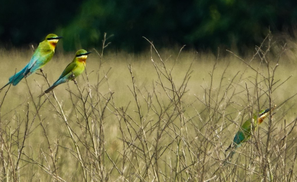 blue tailed bee eater cropped