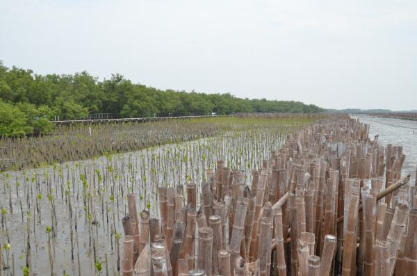 Bamboo walls protect mangrove saplings